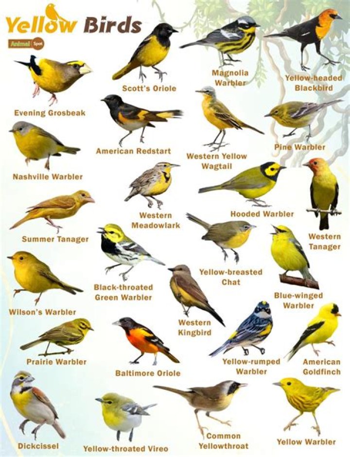 Discover The Hidden Truths Behind "Yellow Birds": Unraveling Fact From Fiction